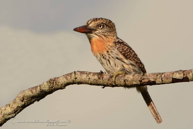Durmilí (Chaco Puffbird) Nystalus maculatus