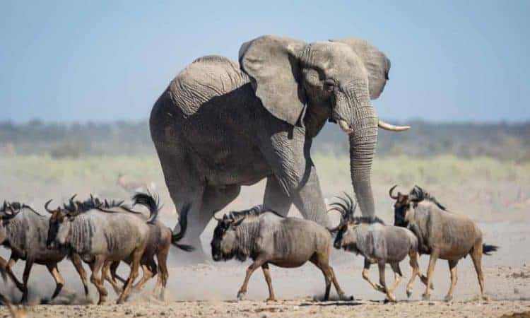 ‘Fantastic day for elephants’: court rejects ivory ban challenge