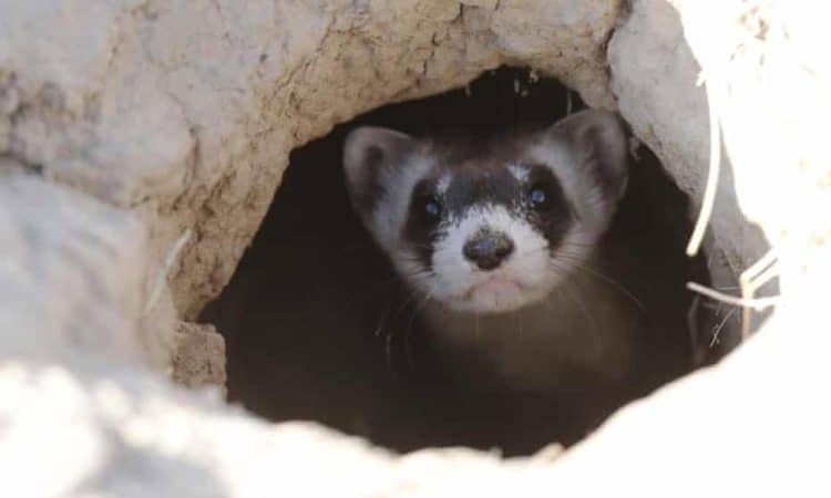 Furtive ferret: one of North America’s rarest mammals turns up in Colorado garage ferret
