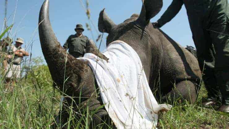 ‘Filthy bloody business:’ Poachers kill more animals as coronavirus crushes tourism to Africa