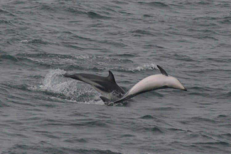 Green light for mining project raises red flags for Chile penguin reserve