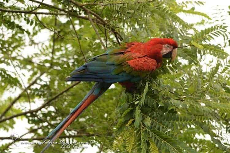 Guacamayo rojo (Green-winged Macaw) Ara chloropterus