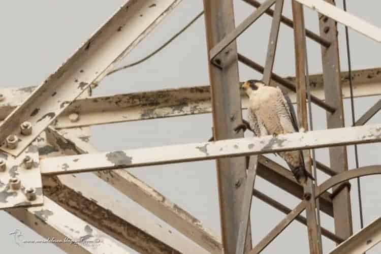Halcón peregrino (Peregrine Falcon) Falco peregrinus