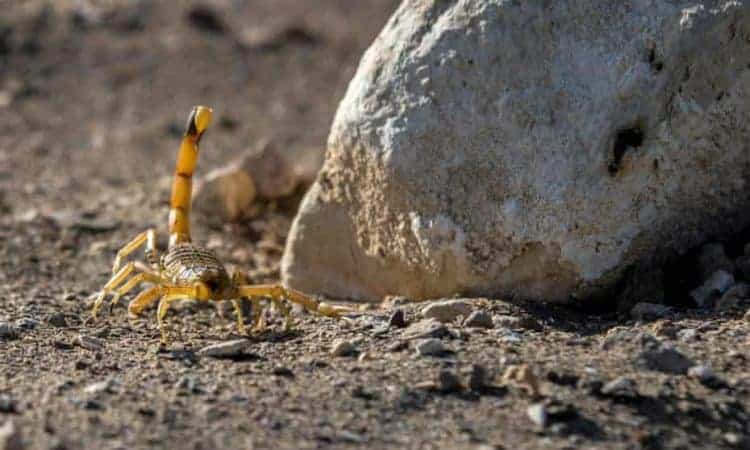 More Than 500 People Stung by Scorpions Flushed Out by Storms in Egypt
