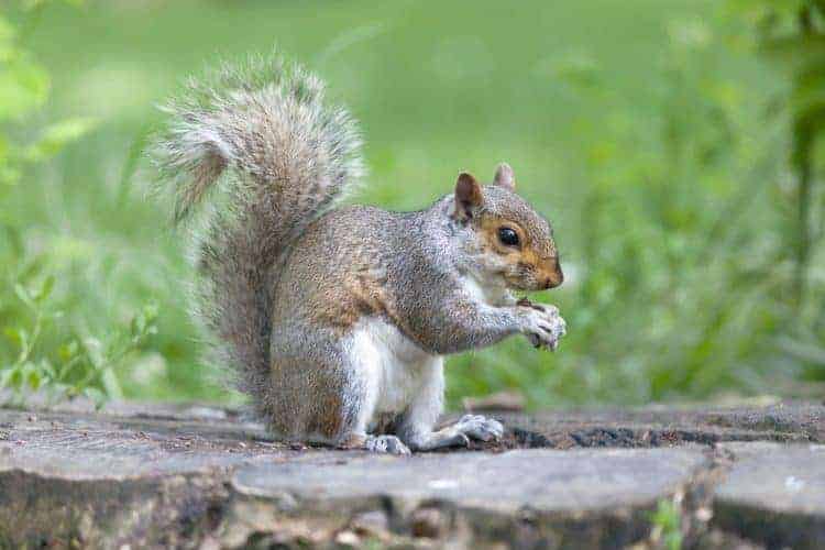 Petition: End the United Kingdom’s Grey Squirrel Cull!