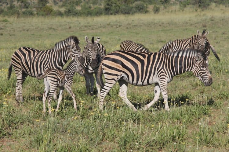 Petition: Illegal Bushmeat Smuggled into UK Could Lead to Another Pandemic