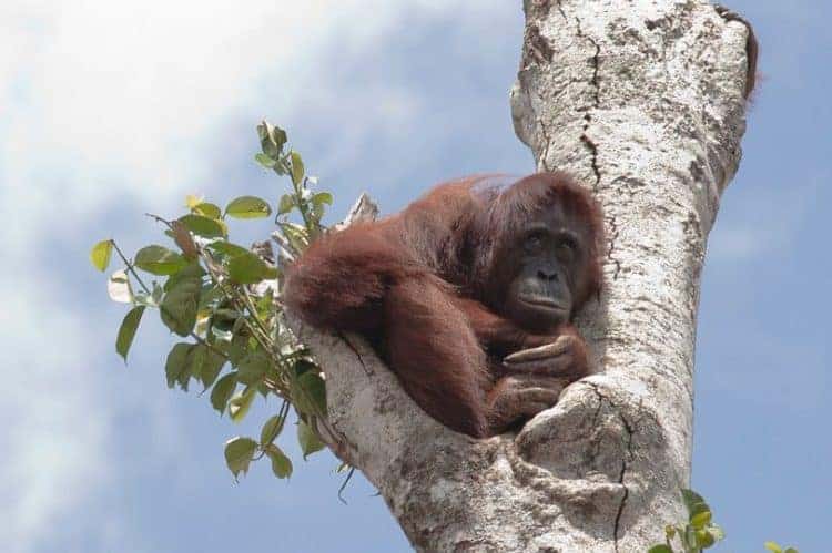 Pregnant orang-utan pictured clinging to final tree as bulldozers destroy rainforest around her!