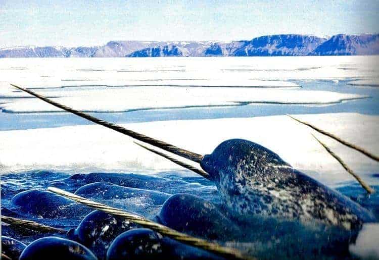 Rapidly warming oceans have left many Arctic marine mammals swimming in troubled waters. But perhaps none more so than that strange and mysterious “unicorn of the sea,” the narwhal.