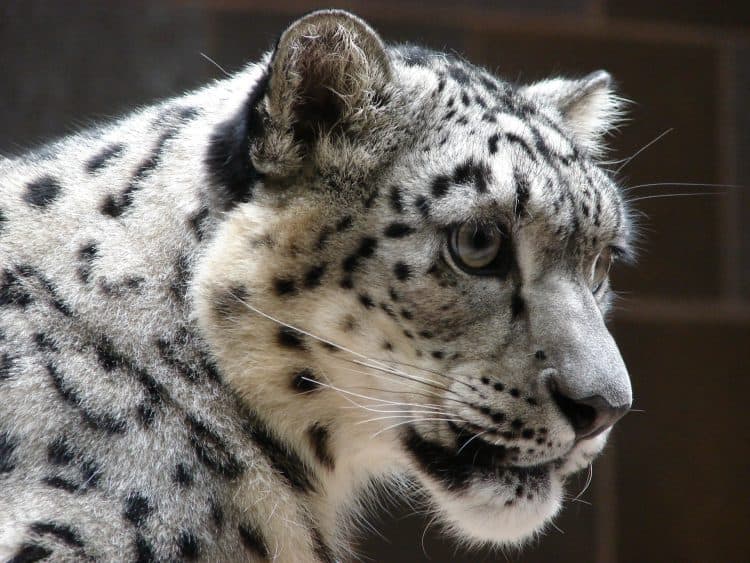 Three Snow Leopards Die from Covid at Children’s Zoo snowleopard
