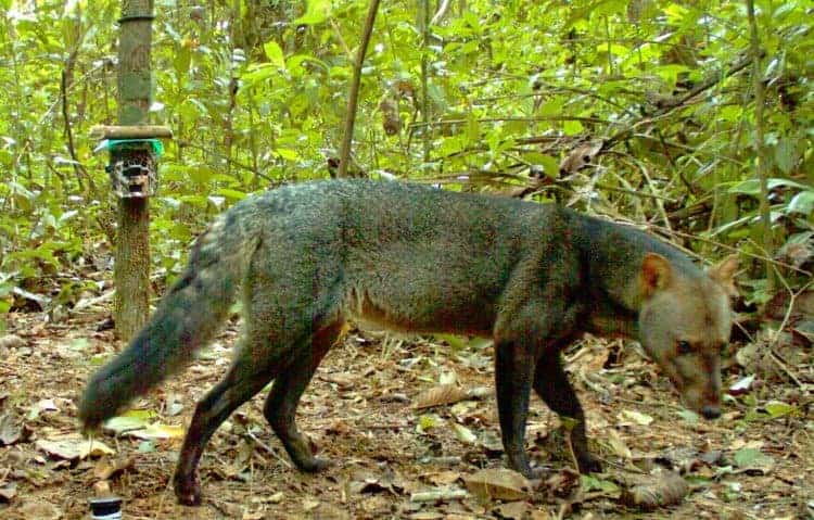 The plight of the “Short-Ear.” A wild dog in trouble