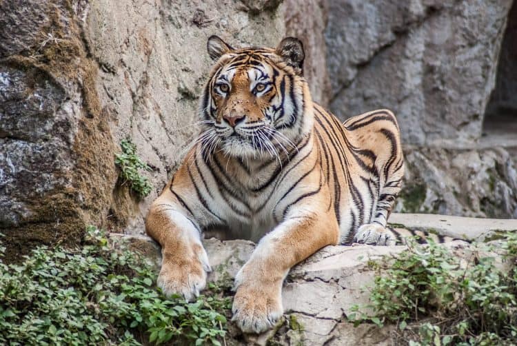 Petition: Seven More Big Cats Test Positive for COVID-19 but Don’t Worry Animals Can’t Transmit the Virus to Humans