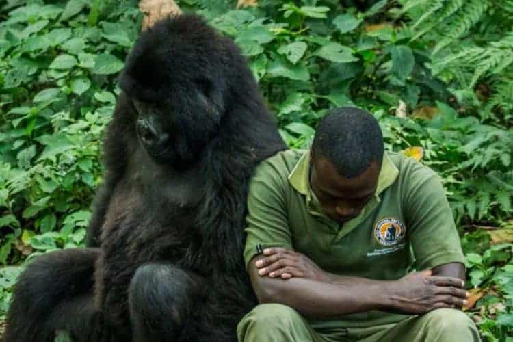 Twelve rangers killed in latest Virunga Park incident